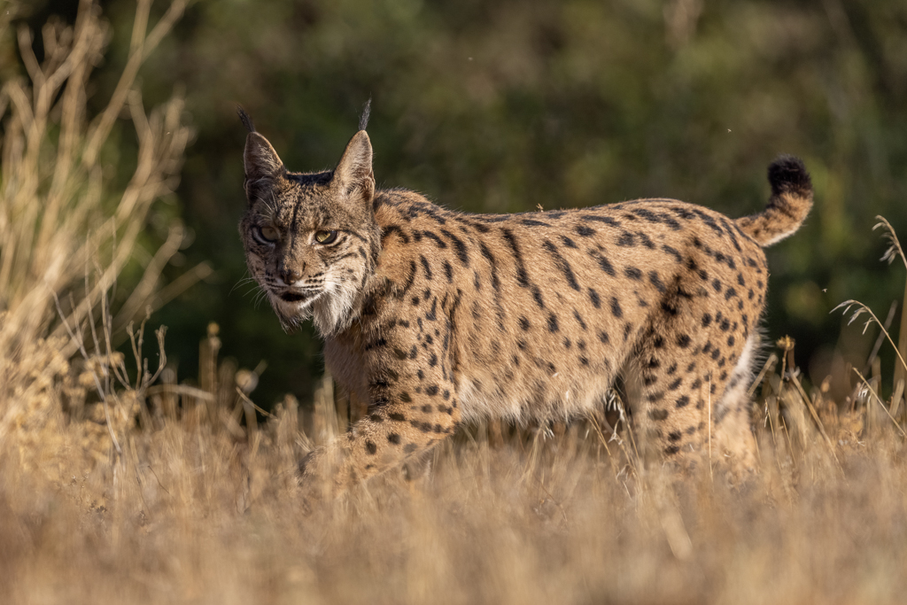 Spaanse lynx Nature Talks Spanjereis Extremadura