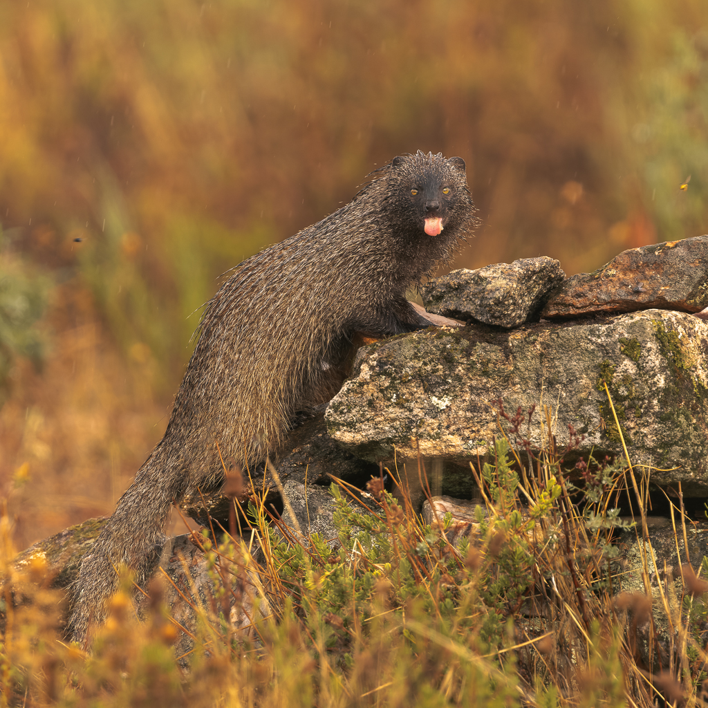 Egyptische mangoest Nature Talks Spanjereis Extremadura