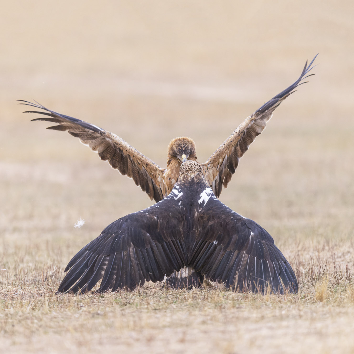 Keizerarend Nature Talks Spanjereis Extremadura