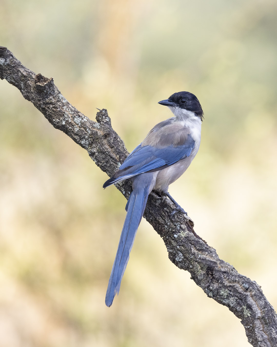 Blauwe ekster Nature Talks Spanjereis Extremadura