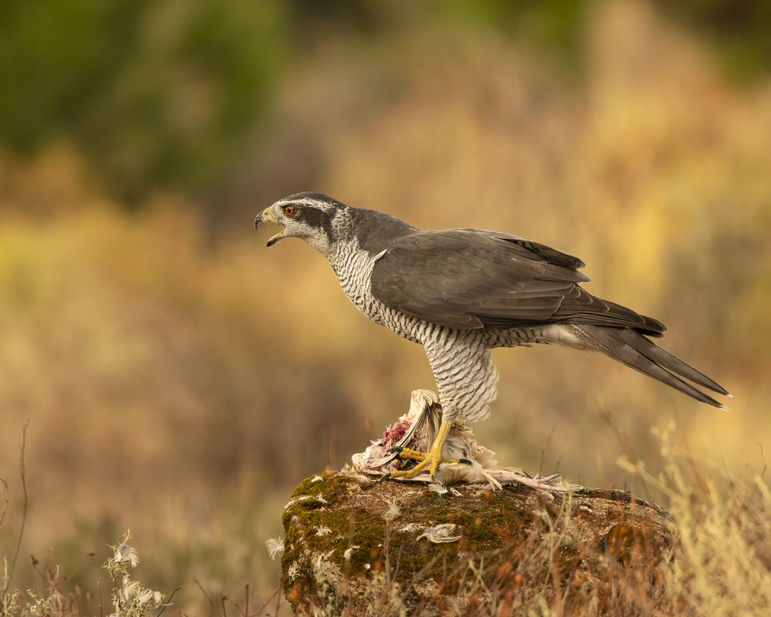 Havik Nature Talks Spanjereis Extremadura