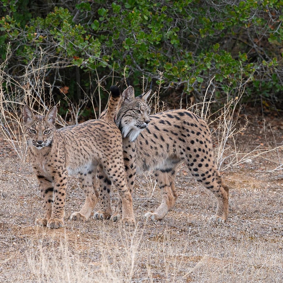 Spaanse lynx Nature Talks Spanjereis Extremadura