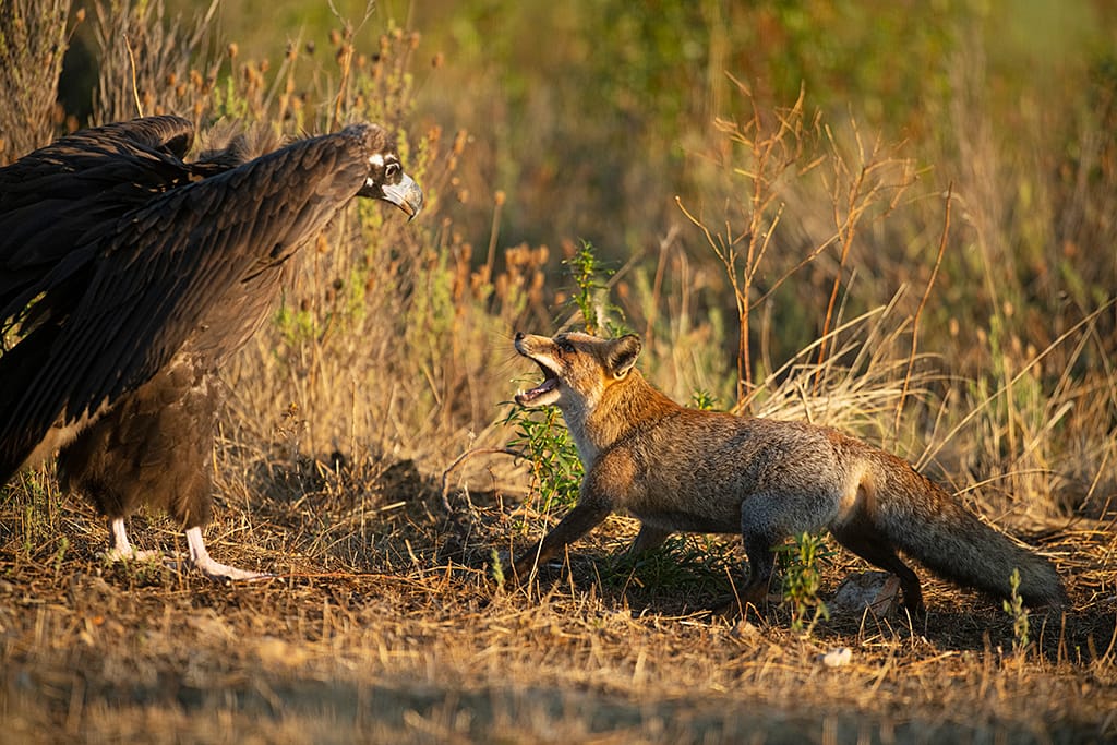 Monniksgier Vos Nature Talks Spanjereis Extremadura