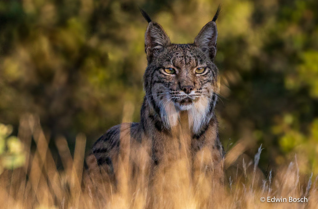 Spaanse lynx Nature Talks Spanjereis Extremadura