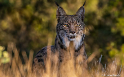 Reisverslag Fotoreis Extremadura Spanje – Spaanse lynx, keizerarend en meer
