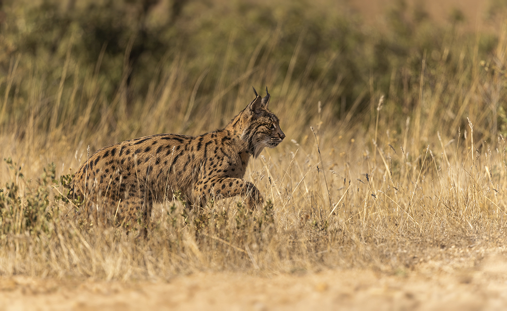 Spaanse lynx Nature Talks Spanjereis Extremadura