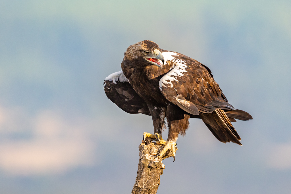 Keizerarend Nature Talks Spanjereis Extremadura