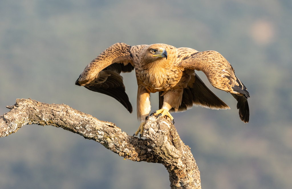 Keizerarend Nature Talks Spanjereis Extremadura