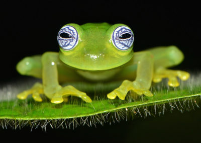 Ghost Glass Frog fotoreis Costa Rica
