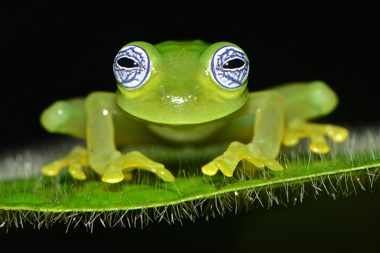 Ghost Glass Frog fotoreis Costa Rica