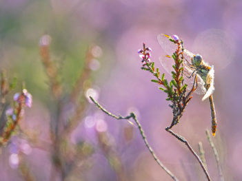 Foto 3-daagse Drenthe: Allround zomerse natuurfotografie workshops