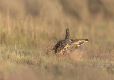 fotoreis schiermonnikoog haas verstopt nature talks