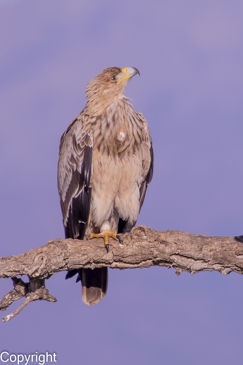 Keizerarend Nature Talks Spanjereis Extremadura