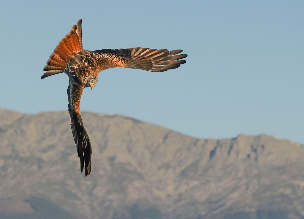 Rode wouw Nature Talks Spanjereis Extremadura