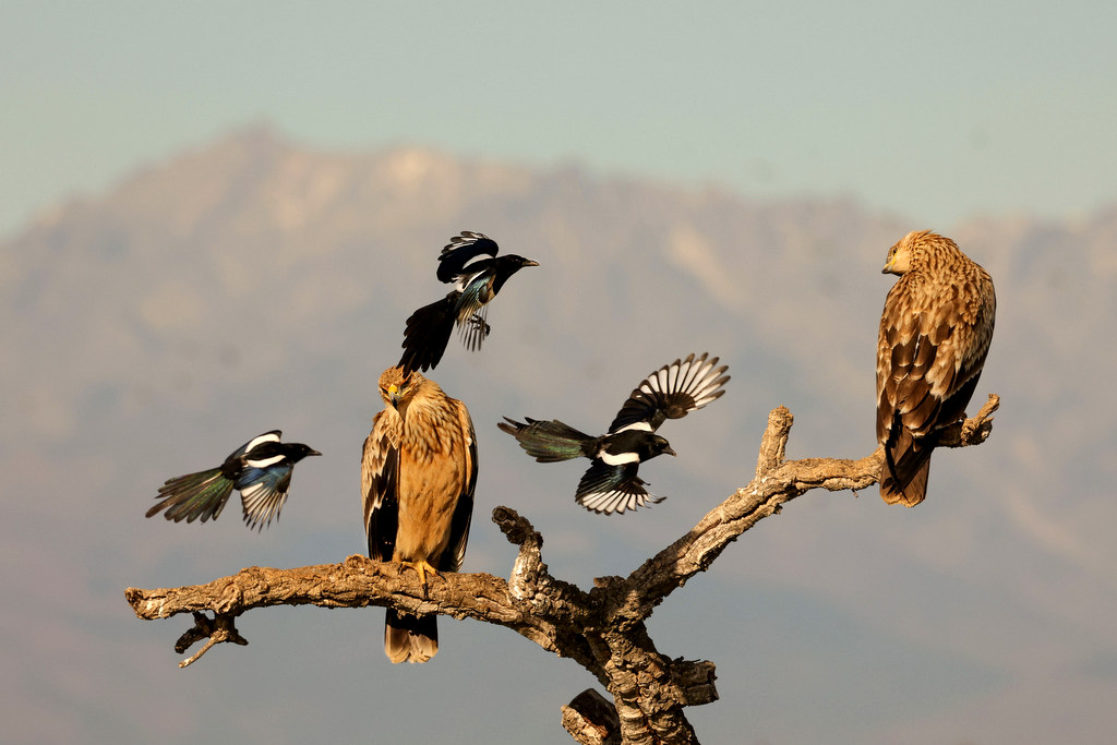 Keizerarend en eksters Nature Talks Spanjereis Extremadura