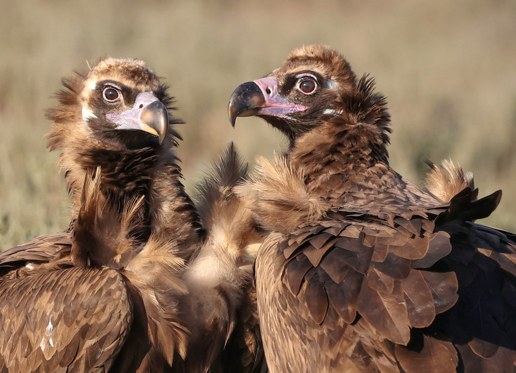 Monniksgier Nature Talks Spanjereis Extremadura