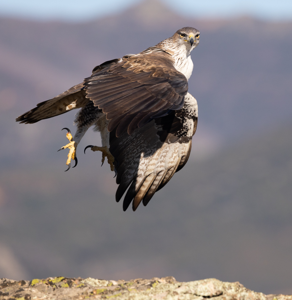 Havikarend Nature Talks Spanjereis Extremadura