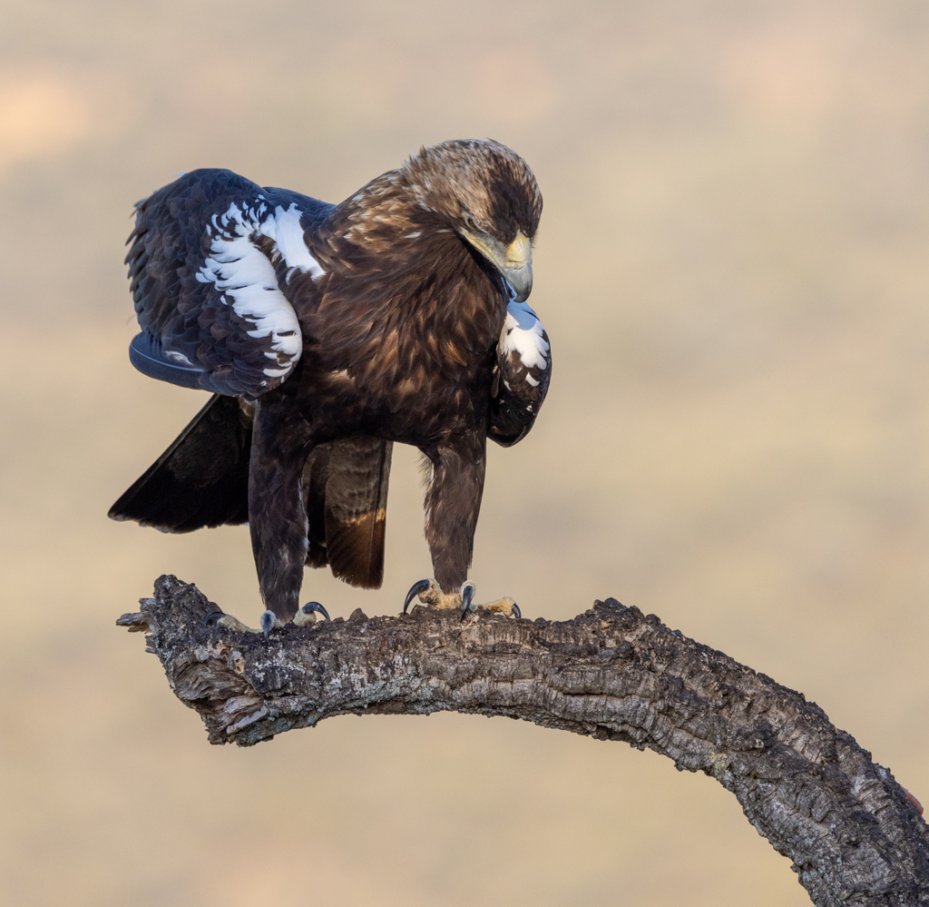 Keizerarend Nature Talks Spanjereis Extremadura