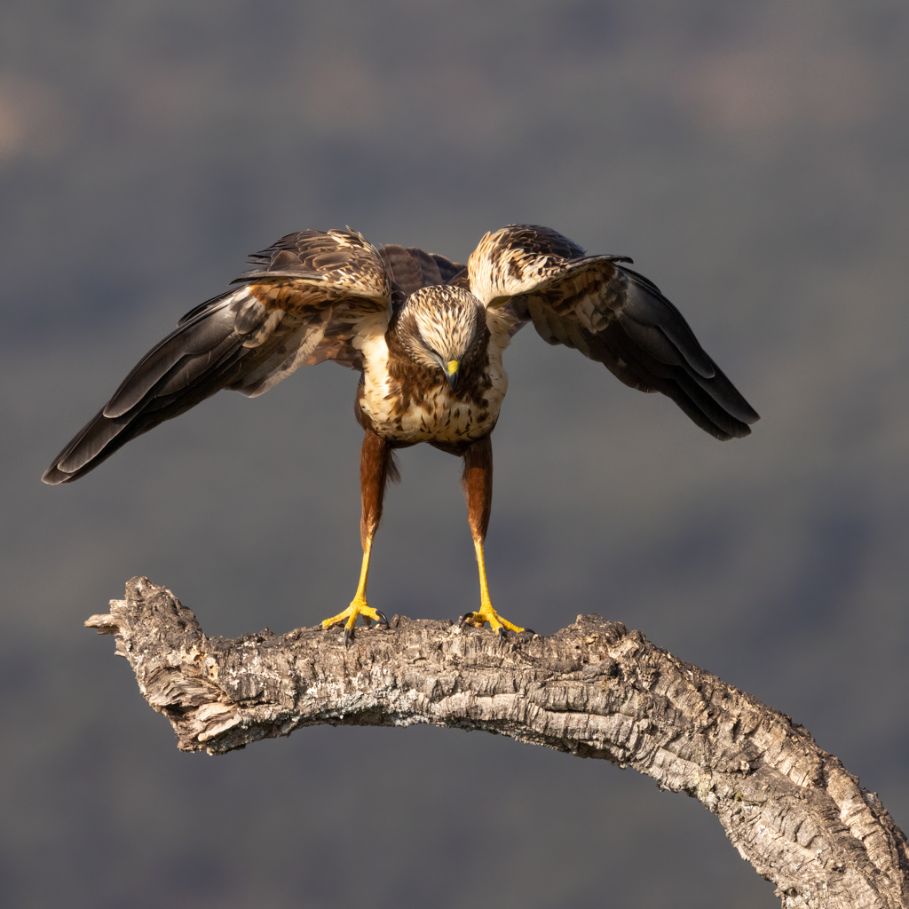 Bruine kiekendief Nature Talks Spanjereis Extremadura