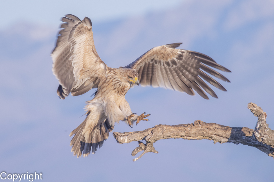 Keizerarend Nature Talks Spanjereis Extremadura