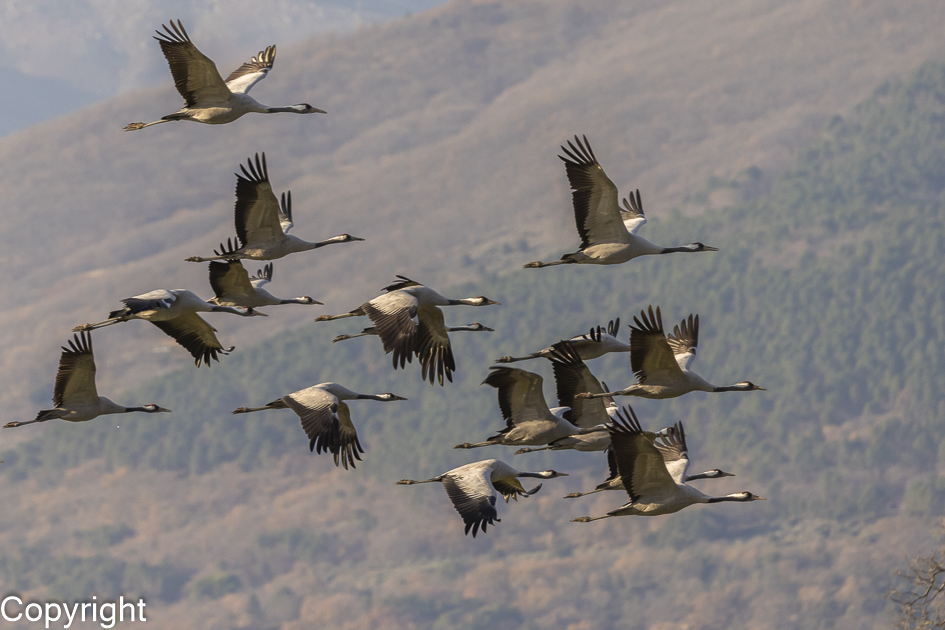 Kraanvogels Nature Talks Spanjereis Extremadura