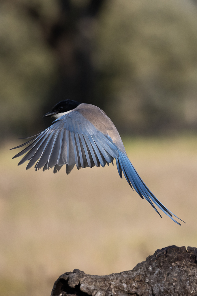 Blauwe ekster Nature Talks Spanjereis Extremadura