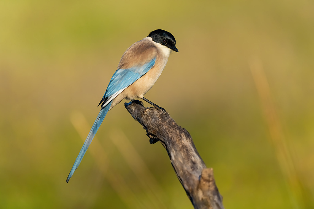 Blauwe ekster Nature Talks Spanjereis Extremadura