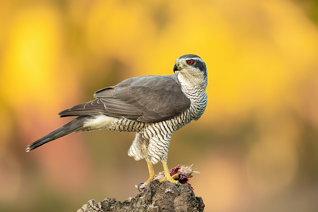 Havik Nature Talks Spanjereis Extremadura