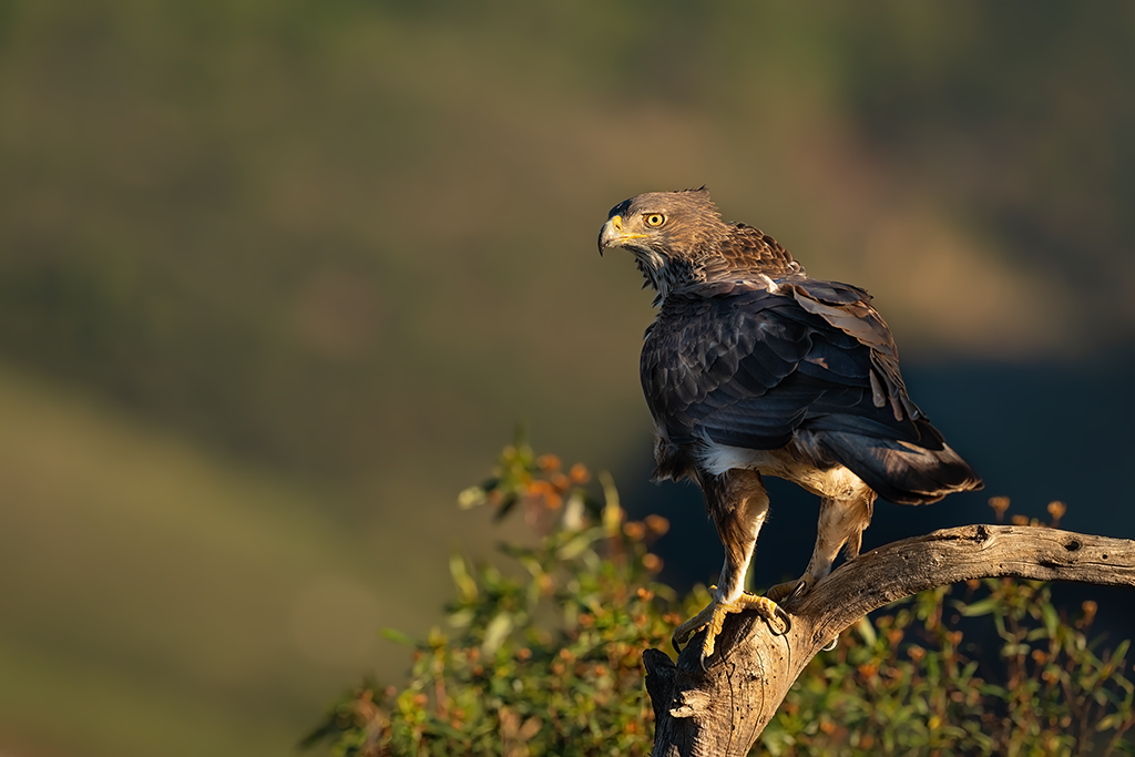 Havikarend Nature Talks Spanjereis Extremadura