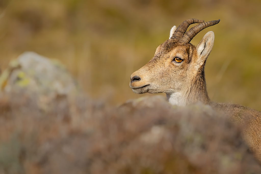 Steenbok Nature Talks Spanjereis Extremadura