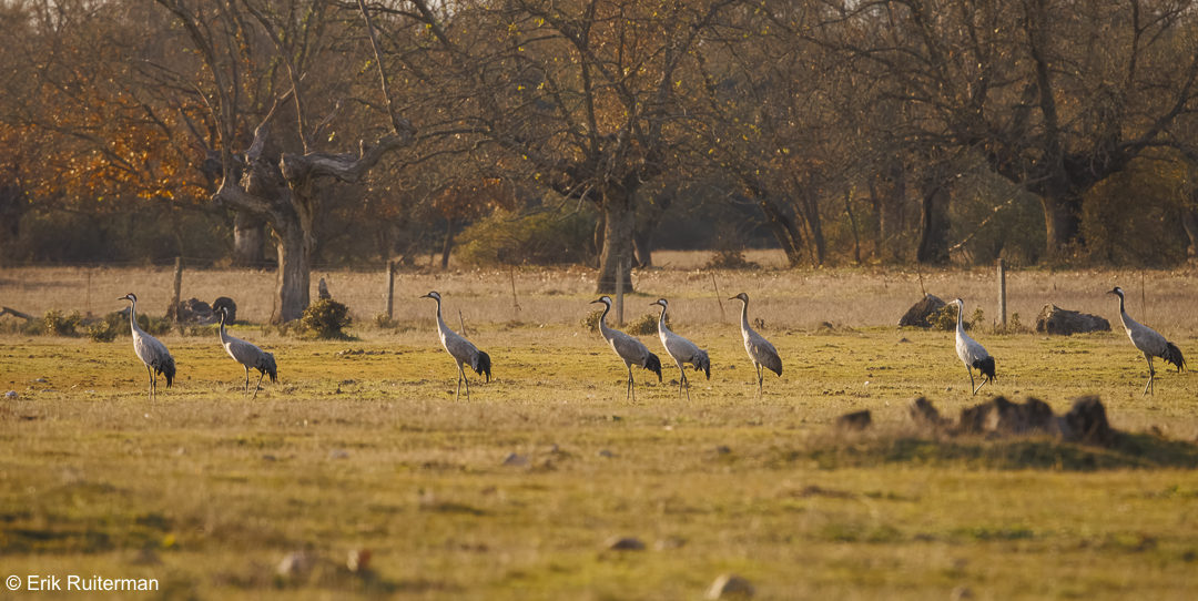 Kraanvogels Nature Talks Spanjereis Extremadura