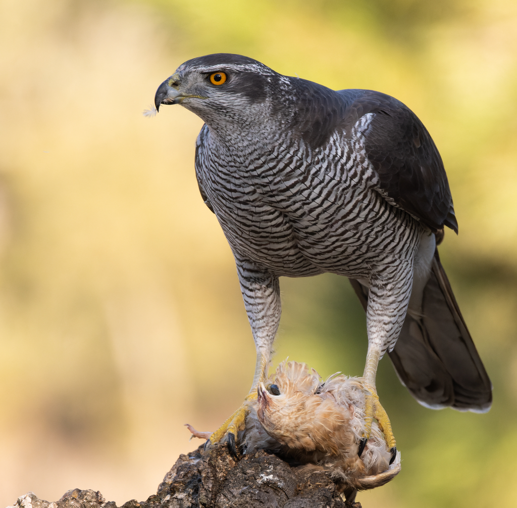 Havik Nature Talks Spanjereis Extremadura