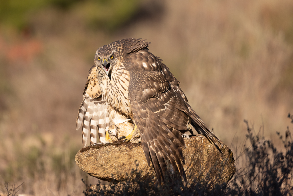 Havik Nature Talks Spanjereis Extremadura