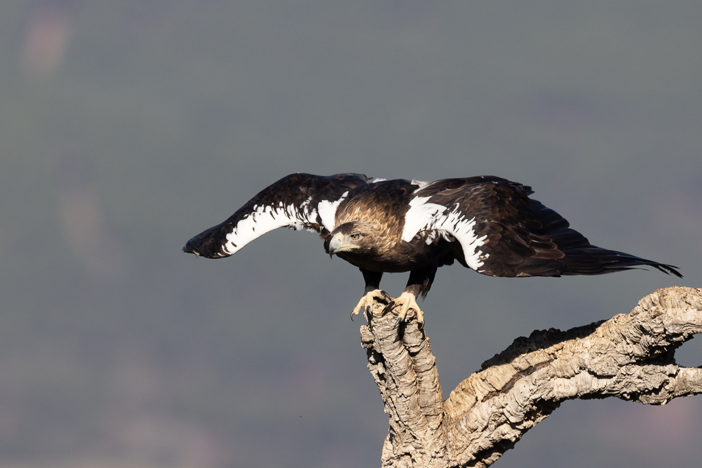 Keizerarend Nature Talks Spanjereis Extremadura