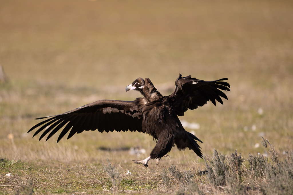 Monniksgier Nature Talks Spanjereis Extremadura