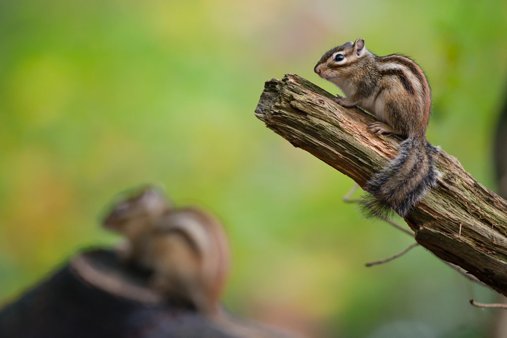 Nature-Talks-Allround-Brabant-Weekend-Natuurfotograaf-Elles-Rijsdijk-3