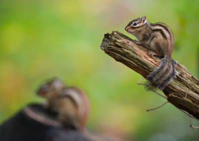 Nature-Talks-Allround-Brabant-Weekend-Natuurfotograaf-Elles-Rijsdijk-3