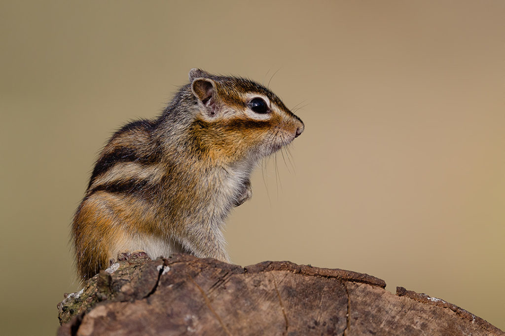 Fotoweekend Brabant Siberische grondeekhoorn tijdens natuurfotografie weekend Elles Rijsdijk