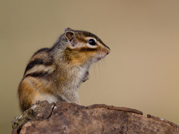 Allround fotoweekend Brabant: Landschap-, macro-, vogel-, en wildlife fotografie