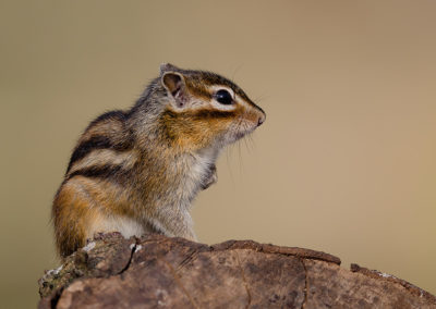 Fotoweekend Brabant Siberische grondeekhoorn tijdens natuurfotografie weekend Elles Rijsdijk