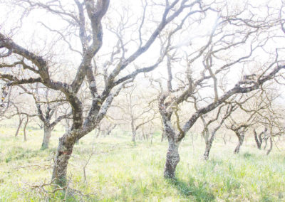 Nature-Talks-Fotoreis-Kreta-Bomen