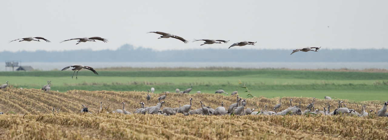 Rode wouw Nature Talks Spanjereis Extremadura