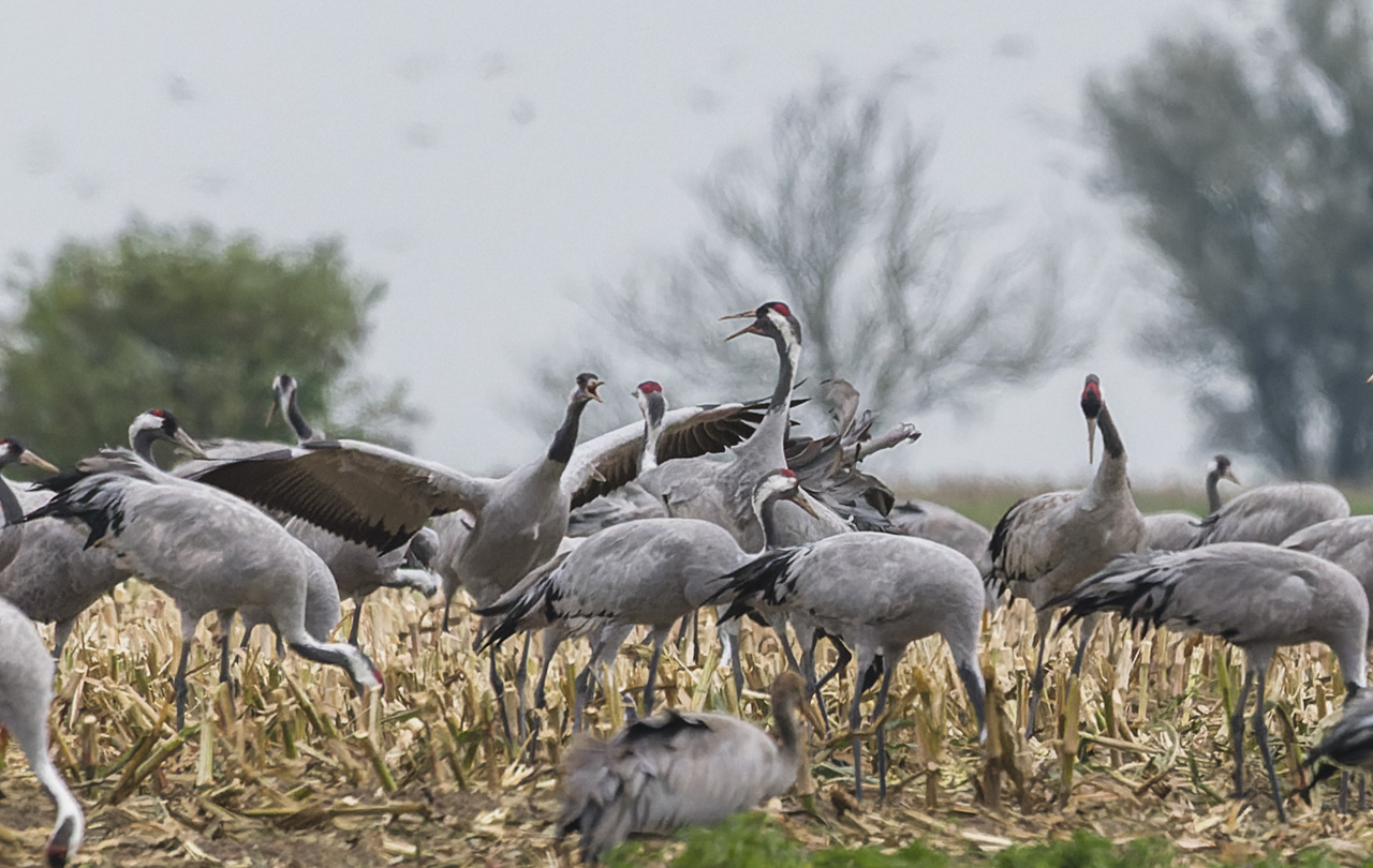 Keizerarend Nature Talks Spanjereis Extremadura