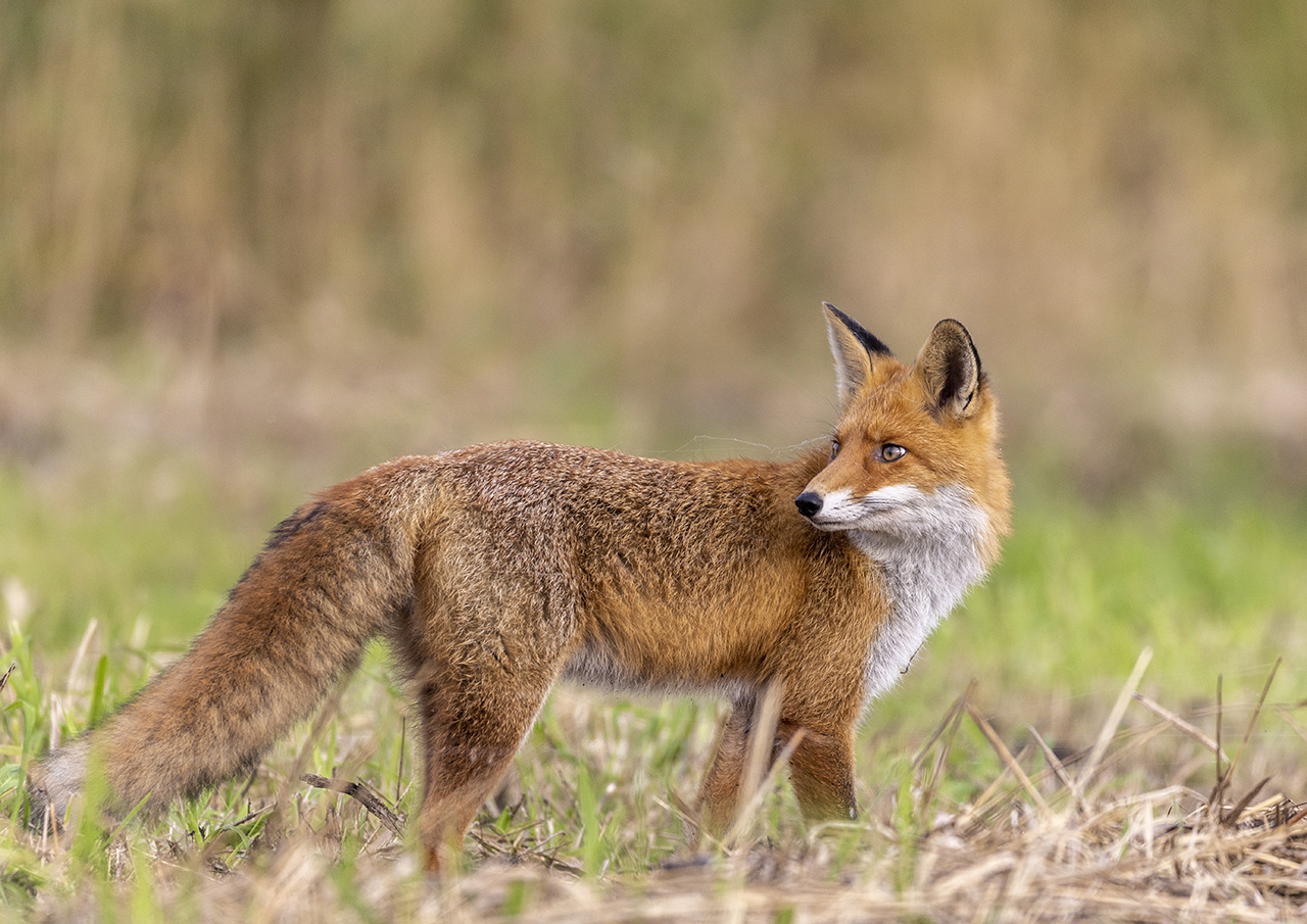 Zwarte roodstaart Nature Talks Spanjereis Extremadura