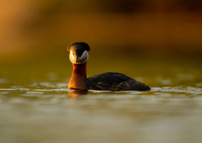 Fotoweekend Ijseldelta- geoorde-fuut-Herman-van-der-Hart