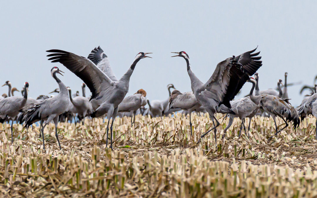 Fotoreis Duitsland en Polen kraanvogeltrek en jagende zeearenden foto gemaakt door Victor Zieren