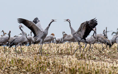 Reisverslag Fotoreis Duitsland en Polen voor kraanvogels en zeearenden