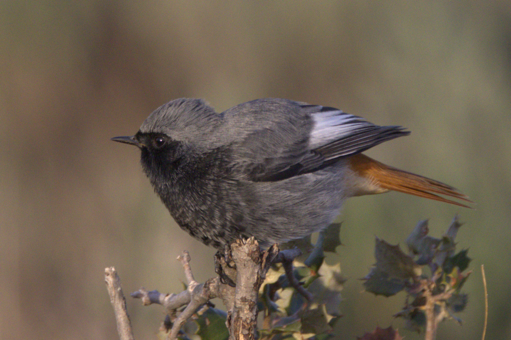 Zwarte roodstaart Nature Talks Spanjereis Extremadura