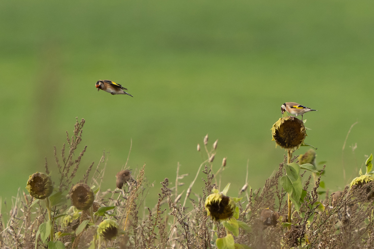 Fotoreis Polen en Duitsland putters bij zonnenbloemen