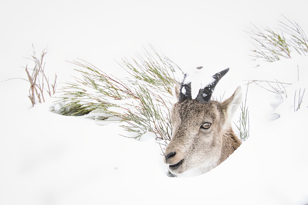 Fotoreis Spanje Steenbok (v), diep in de sneeuw, foto © Lolke Hotsma